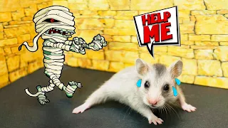 🐹 HAMSTER MAZEEE !!! 🐭 Let's Meet The Mummy in Hamster's Life