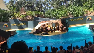 Leoni marini loro parque tenerife