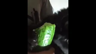 Cat eats cucumbers