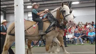 Buying a Horse at an Amish Auction