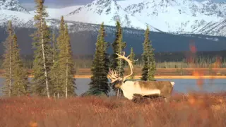 Moose, Caribou and Grizzly hunt part 2