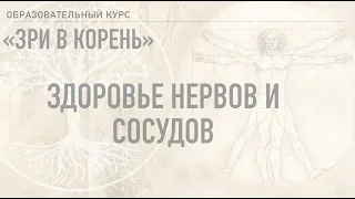 #2 Здоровье нервной и сосудистой систем (основные факты) Теория