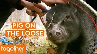 Animal Rescuers Try to Catch a Pig on the Run