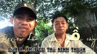 Clip 185. Review dàn cu gáy mồi cây của anh Thái cu thủ Ninh Thuận
