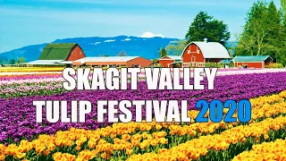 Skagit Valley Tulip Festival & Seattle Cherry Blossom Festival