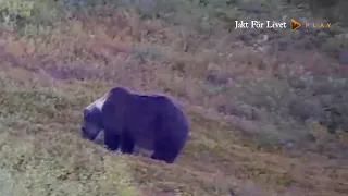 Fjälljakt på björn