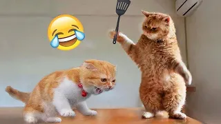 New Funny Dogs & Cats videos 2024  with captions #3