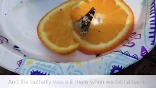 The rescue of an injured butterfly