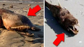7 criaturas inacreditáveis descobertas após tsunamis