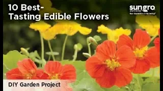 10 Best-Tasting Edible Flowers with Black Gold®