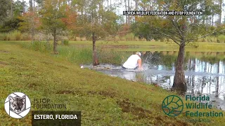 Florida man rescues puppy from alligator