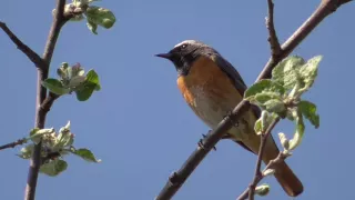 Обыкновенная горихвостка поёт ранним утром [Phoenicurus phoenicurus]