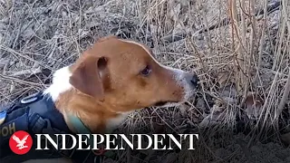 Patron the Ukrainian dog clearing explosive devices to save his country