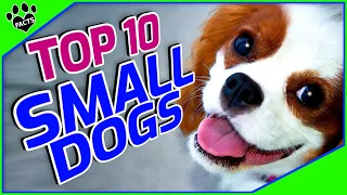 Top 10 Cute Small Dog Breeds You'll Absolutely LOVE! Dogs 101