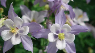 Singing the Blues - Marty Robbins: with Lyrics(가사번역) || Ouray, Colorado on June 20, 2006