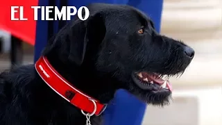 El perro de  presidente Macron Nemo hace pis en la chimenea del Palacio Elysee  | EL TIEMPO