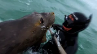 Attacked by a Southern Elephant Seal in the Falklands