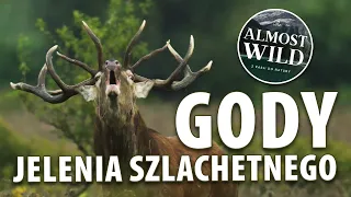 MIłość w naturze - Gody Jelenia Szlachetnego - Rykowisko