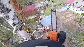 Работа арбориста с бензопилой на высоте Arborist work with a chainsaw at height