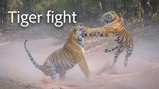 Tiger fight. Male with female