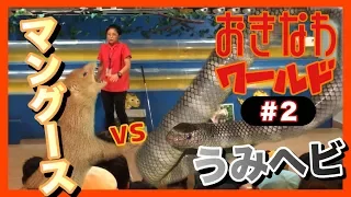 【沖縄観光旅行】沖縄ワールドのマングースVSエラブウミヘビ #2  【ハブ博物公園】