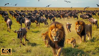 4K African Wildlife: The World's Greatest Migration from Tanzania to Kenya With Real Sounds #48