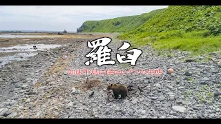 知床半島　羅臼エゾヒグマ