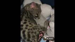 A second chance for two little genets