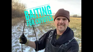 Baiting for Coyotes