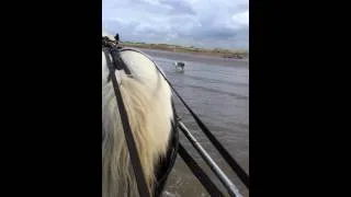 Horse Shrimping test run Southport beach 2014