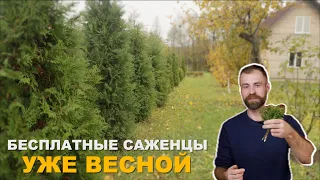 Зачем покупать, если можно вырастить бесплатно.