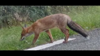 Baby Fox on the Road !!!