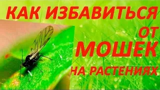 🦟🕷️🌿Борьба с МУШКАМИ на рассаде.  Зрелище не для слабонервных!