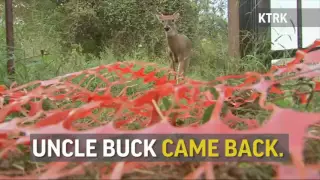 Rescued Deer Returns to Make a Surprise Visit