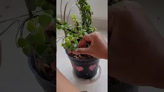 how to give jade plant shape # give jade plant shape with help of broom stick # jade plant #lucky 🪴