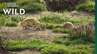 Pregnant Prairie Dog Standoff | Prairie Dog Manor