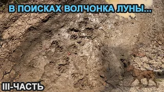 ИЩЕМ ВОЛЧОНКА ЛУНУ!!! ПОТЕРЯЛАСЬ В ЛЕСУ!!! III-ЧАСТЬ !!! ВОЛКОСОБ/ВОЛК/ДВОРНЯЖКА/ПИТБУЛЬ.