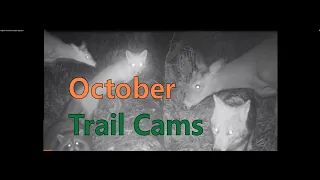 Bigfoot Trail Cams October Log Cam