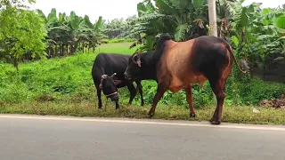 বাবার বাহন কেও অভোহেল করবেন না