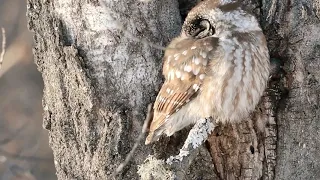 Boreal Owl . . .