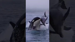 Killer Whales vs Dolphins_Ouch! Dangerous Game