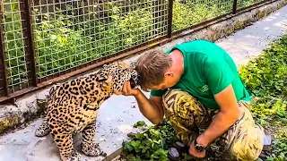 Oleg Zubkov again in the aviary with jaguar Kabachok, today the jaguar is not in a very good mood