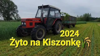 🔥ŻYTO NA KISZONKĘ🔥AGRO BRACIA🔥ZETOR & MASSEY & URSUS C360 3P W AKCJI😱🔥