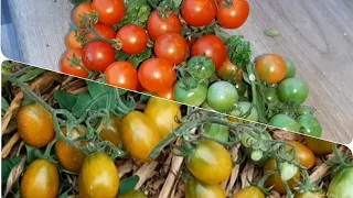 Монгольский  Карлик в бочках! И обзор редких томатов 🍅🍅🍅