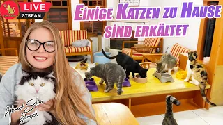 Einige Katzen zu Hause sind erkältet