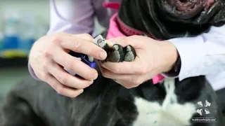 How to Safely Clip a Dog's Nails | Vet Tutorial
