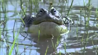 BBC Life African Bull Frog Fight -Sir David Attenborough