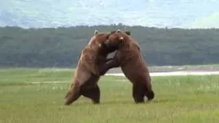 Битва медведей гризли