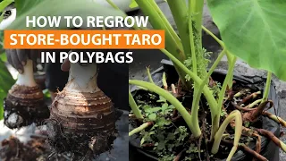 How to regrow store-bought Taro Root in Polybags, from planting to harvest