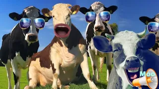 FUNNY COW DANCE 35| Cow Dance Song & cow video 2024